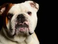 Bulldogs003