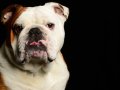 Bulldogs004