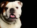 Bulldogs005