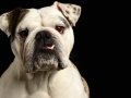 Bulldogs006