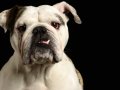 Bulldogs007