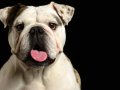 Bulldogs008