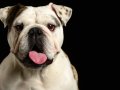 Bulldogs009