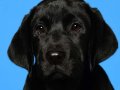 Bunce002