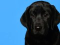 Bunce003
