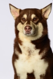 Butzen011