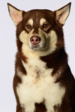 Butzen013