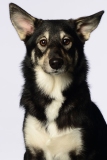 Butzen016