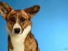 Corgipups004
