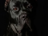 Cane007