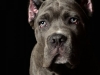 Cane010