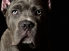 Cane011