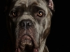 CaneCorso001