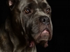 CaneCorso002