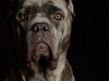 CaneCorso003