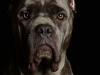 CaneCorso004