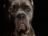 CaneCorso005