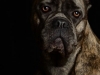 CaneCorso006