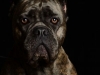 CaneCorso007