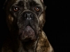 CaneCorso008