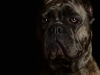 CaneCorso009