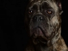 CaneCorso010