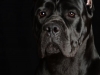 CaneCorso011
