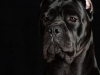 CaneCorso012