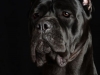 CaneCorso013