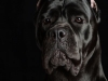 CaneCorso014