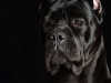 CaneCorso015