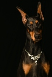 Dobies001
