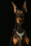 Dobies002