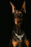 Dobies003