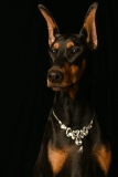 Dobies004