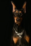 Dobies005