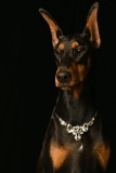 Dobies006