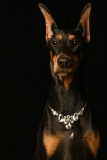 Dobies007