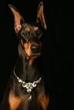 Dobies008