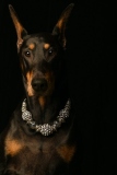 Dobies009