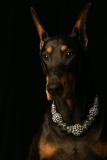 Dobies010