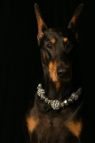 Dobies011