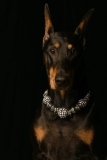 Dobies012