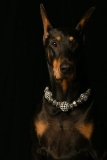 Dobies013