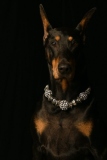Dobies014