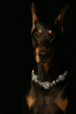 Dobies015