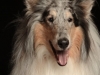 Collie004