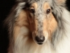 Collie005