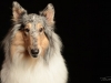 Collie008