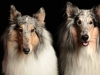 2 Collies